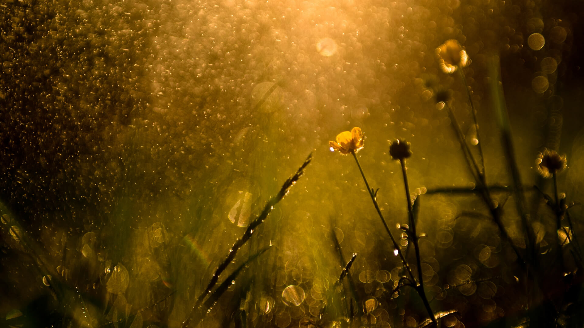 Dryad in the rain